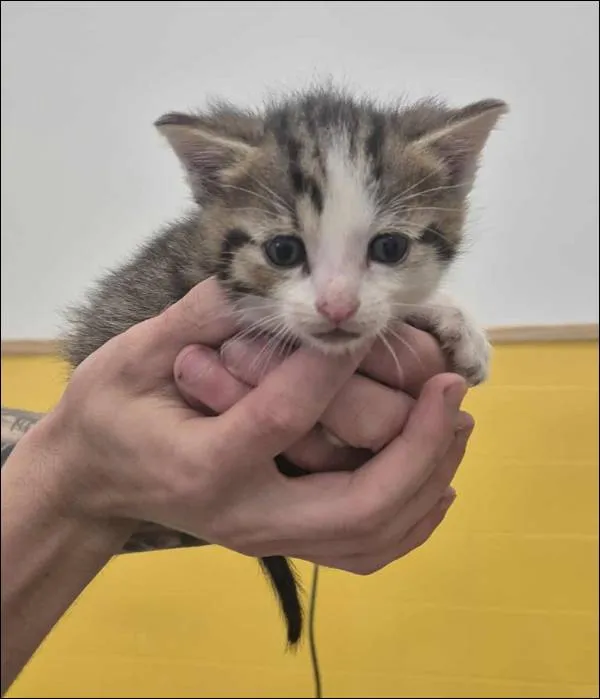 Znaleziono kota, Grudziądz, 16 lipca 2025