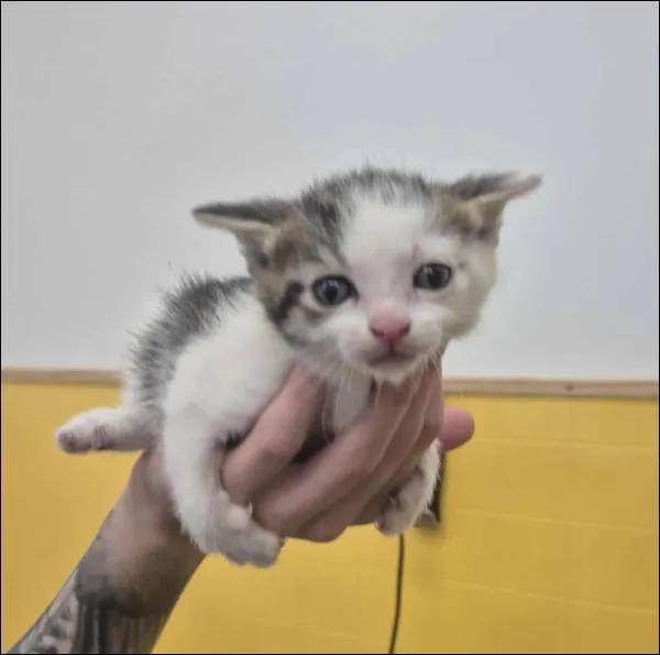 Znaleziono kota, Grudziądz, 16 lipca 2025