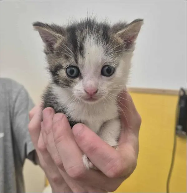 Znaleziono kota, Grudziądz, 16 lipca 2025