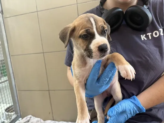 Pies do adopcji, Kraków, 11 lipca 2025