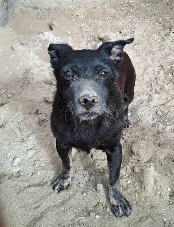 Pies do adopcji, Olsztyn, 29 czerwca 2025