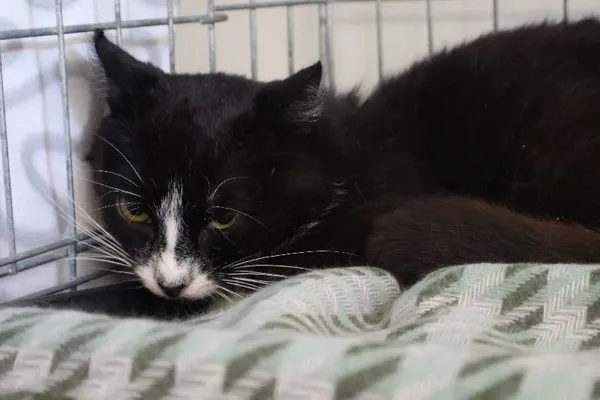 Znaleziono kota, Łódź, 17 lipca 2025 (1/3)