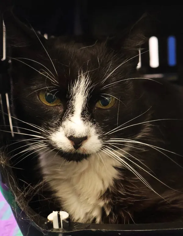 Znaleziono kota, Łódź, 17 lipca 2025 (3/3)