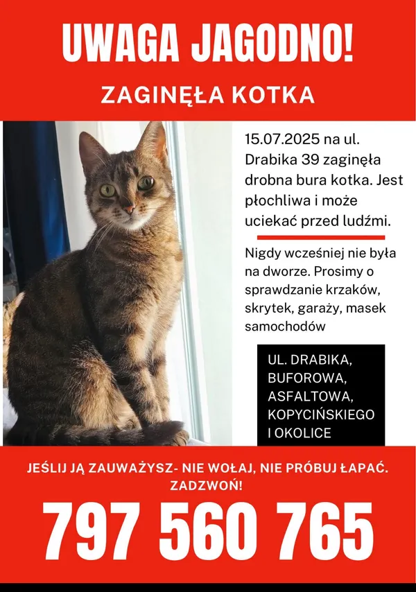 Zaginął kot, Wrocław, Jagodno, 17 lipca 2025