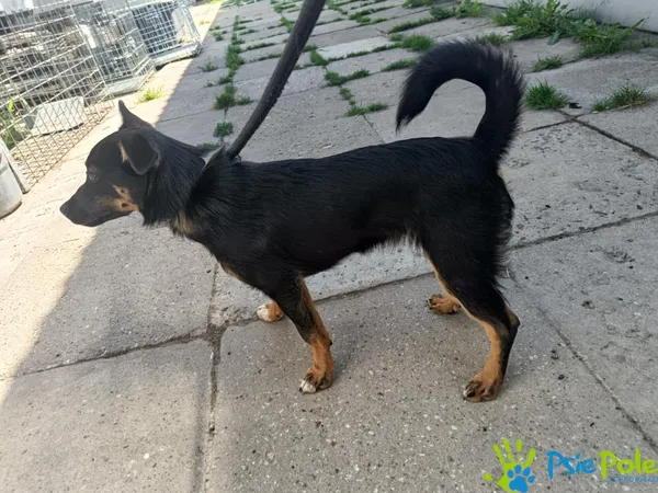 Znaleziono psa, Racławice, 4 sierpnia 2025 (2/5)