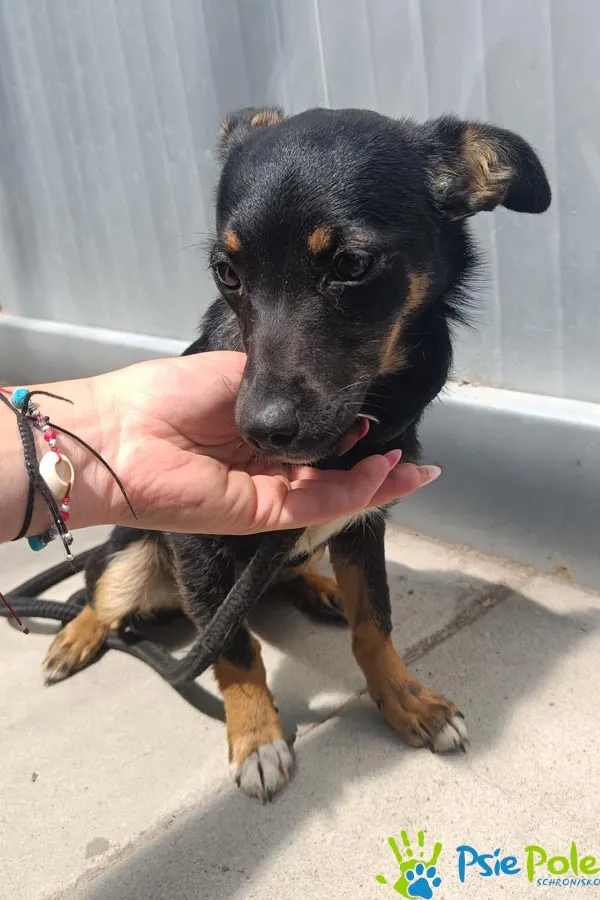 Znaleziono psa, Racławice, 4 sierpnia 2025 (3/5)