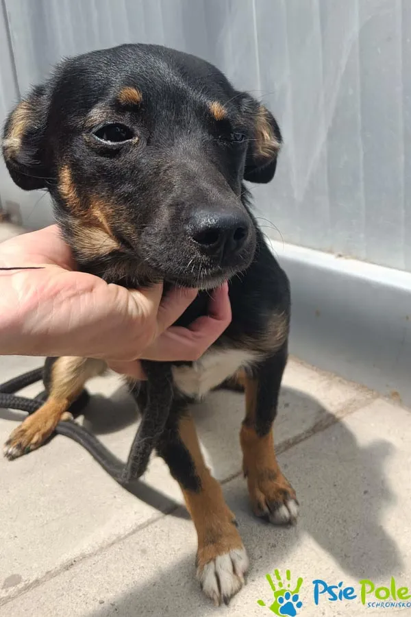 Znaleziono psa, Racławice, 4 sierpnia 2025 (4/5)