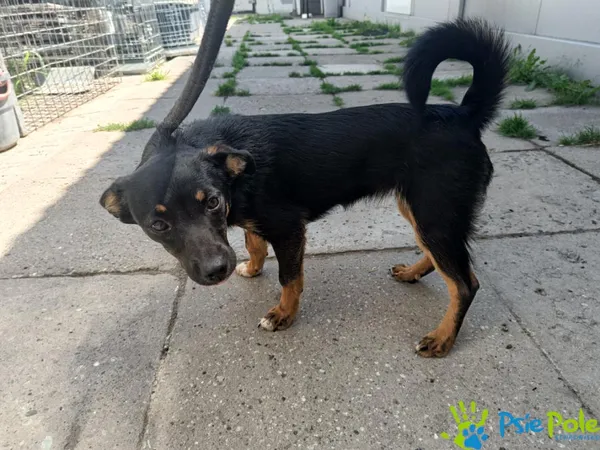 Znaleziono psa, Racławice, 4 sierpnia 2025 (5/5)