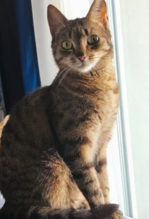 Zaginął kot, Wrocław, Jagodno, 17 lipca 2025