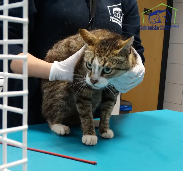 Znaleziono kota, Szczecin, 17 lipca 2025