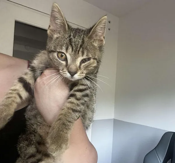 Znaleziono kota, Toruń, 15 lipca 2025