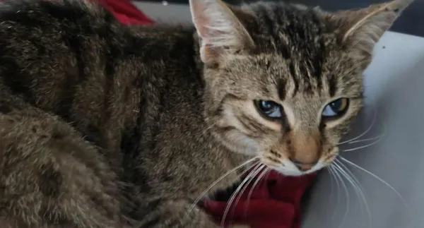 Znaleziono kota, Toruń, 15 lipca 2025