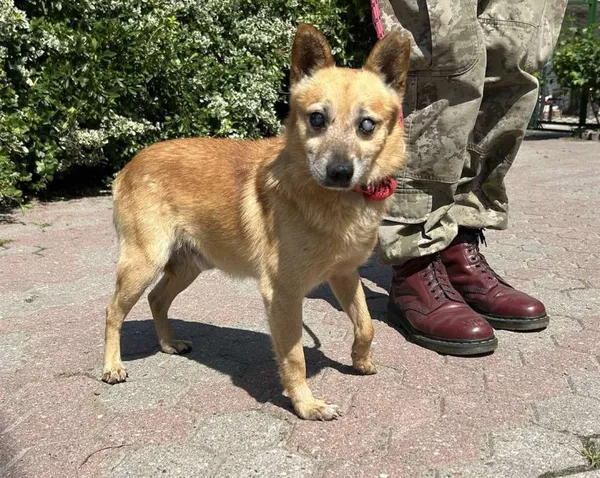 Znaleziono psa, Toruń, 15 lipca 2025