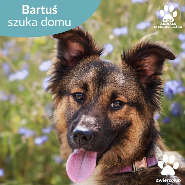 Pies do adopcji, Starogard Gdański, 17 lipca 2025 (1/4)