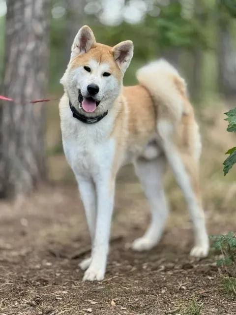 Pies do adopcji, Piła, 20 czerwca 2025 (2/5)