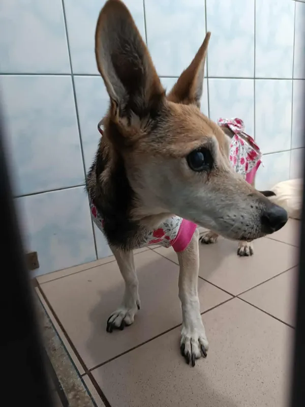 Znaleziono psa, Sosnowiec, 15 lipca 2025