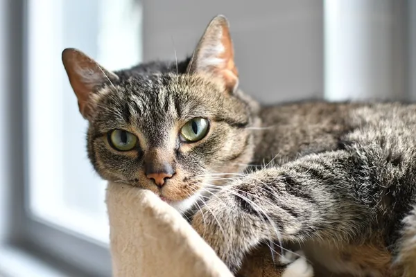 Kot do adopcji, Tychy, 20 czerwca 2025