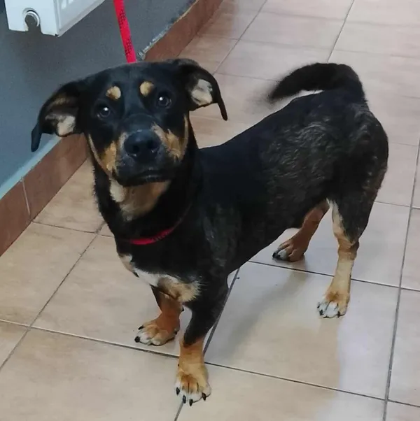 Znaleziono psa, Sosnowiec, 14 lipca 2025