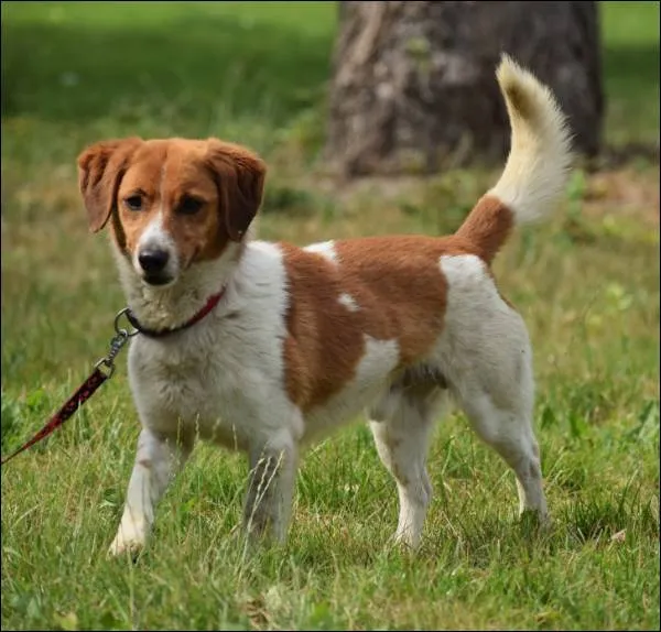 Znaleziono psa, Grudziądz, 21 maja 2025