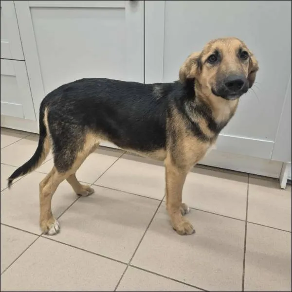 Znaleziono psa, Grudziądz, 17 lipca 2025