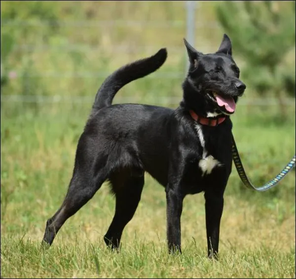 Znaleziono psa, Grudziądz, 3 kwietnia 2025