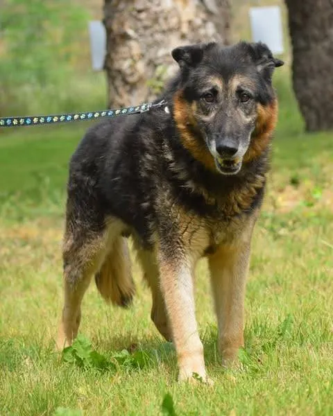 Znaleziono psa, Grudziądz, 23 kwietnia 2025