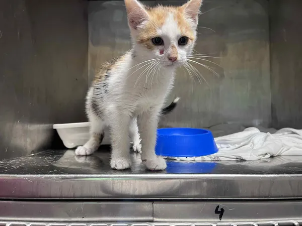 Kot do adopcji, Włocławek, 16 lipca 2025