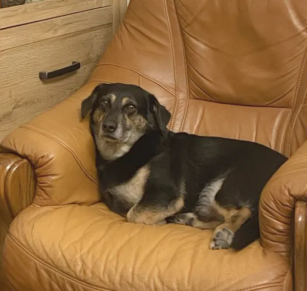 Zaginął pies, Łódź, 17 lipca 2025