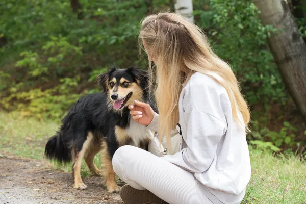 Pies do adopcji, Nowodwór, 18 lipca 2025 (2/5)