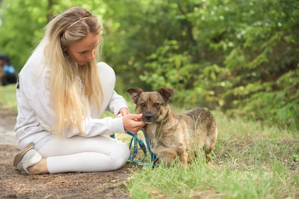 Pies do adopcji, Nowodwór, 18 lipca 2025 (3/5)