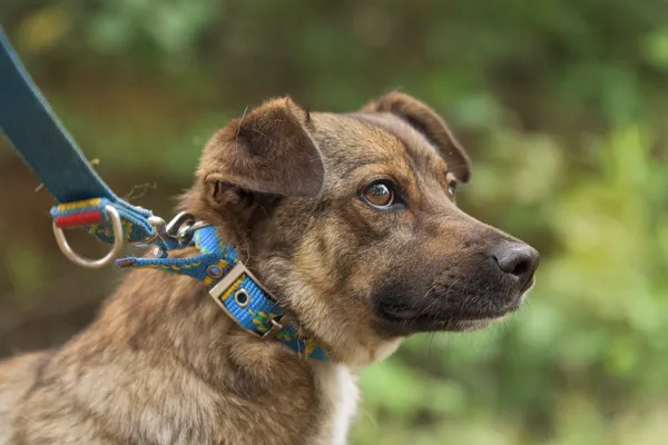 Pies do adopcji, Nowodwór, 18 lipca 2025 (4/5)