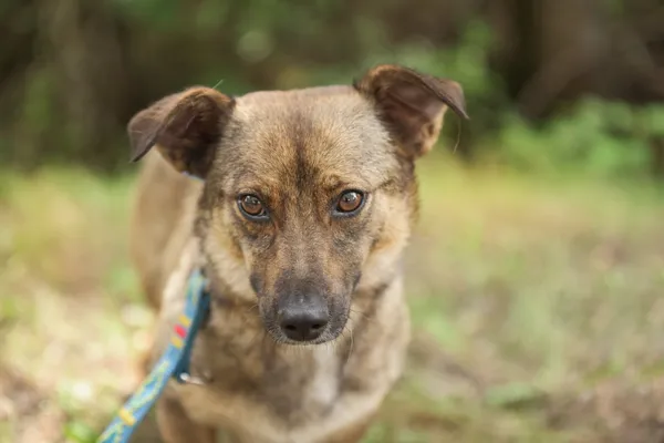 Pies do adopcji, Nowodwór, 18 lipca 2025 (5/5)