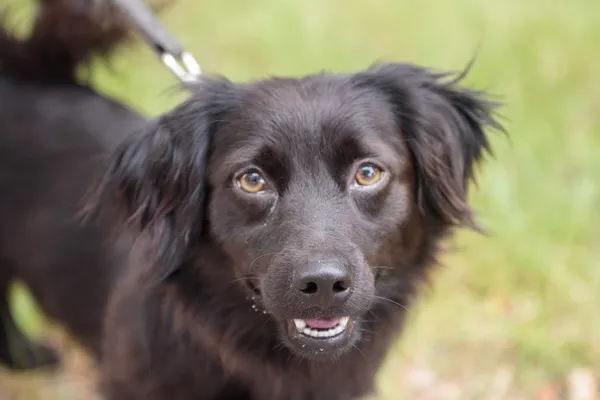 Pies do adopcji, Nowodwór, 18 lipca 2025 (2/5)