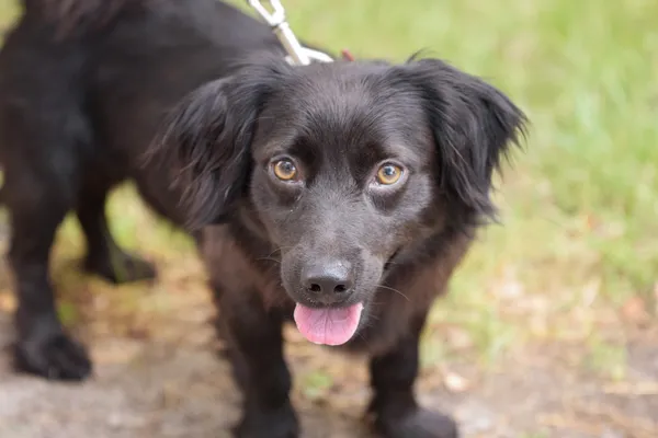 Pies do adopcji, Nowodwór, 18 lipca 2025 (3/5)