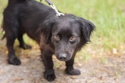 Pies do adopcji, Nowodwór, 18 lipca 2025 (5/5)