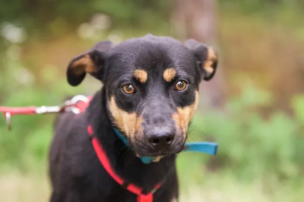 Pies do adopcji, Nowodwór, 18 lipca 2025 (1/5)