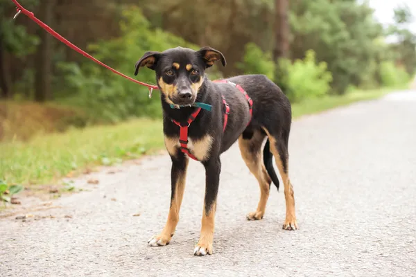 Pies do adopcji, Nowodwór, 18 lipca 2025 (2/5)