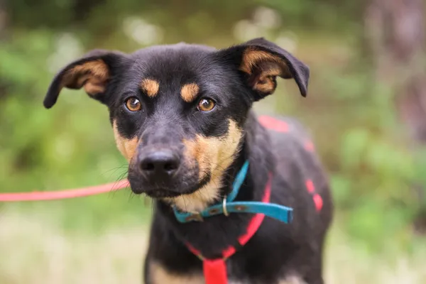 Pies do adopcji, Nowodwór, 18 lipca 2025 (3/5)