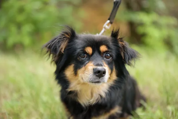 Pies do adopcji, Nowodwór, 18 lipca 2025 (1/5)