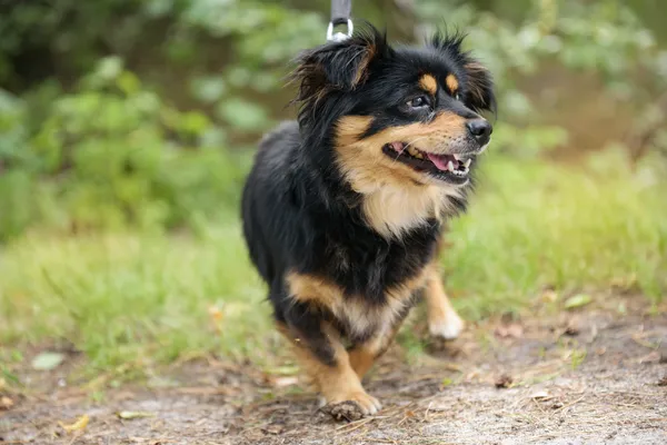 Pies do adopcji, Nowodwór, 18 lipca 2025 (2/5)