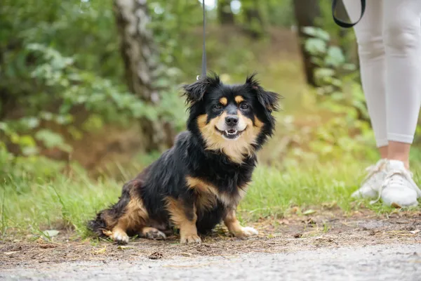 Pies do adopcji, Nowodwór, 18 lipca 2025 (4/5)