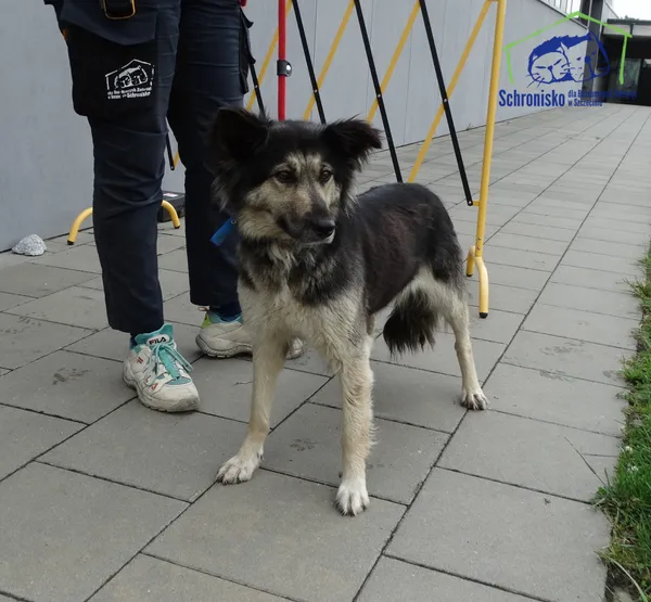 Znaleziono psa, Szczecin, 17 lipca 2025