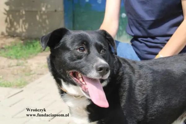 Pies do adopcji, Nowy Dwór Mazowiecki, 18 lipca 2025 (1/5)