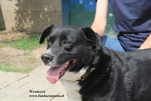 Pies do adopcji, Nowy Dwór Mazowiecki, 18 lipca 2025 (2/5)