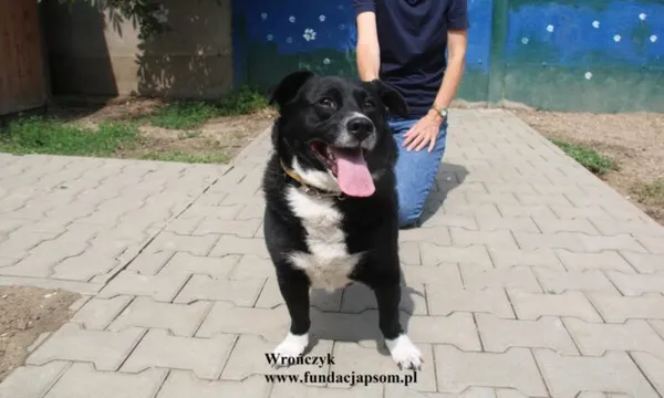 Pies do adopcji, Nowy Dwór Mazowiecki, 18 lipca 2025 (4/5)