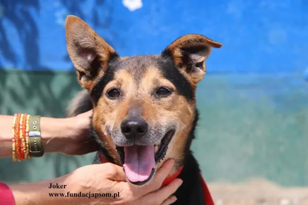 Pies do adopcji, Nowy Dwór Mazowiecki, 18 lipca 2025 (1/5)
