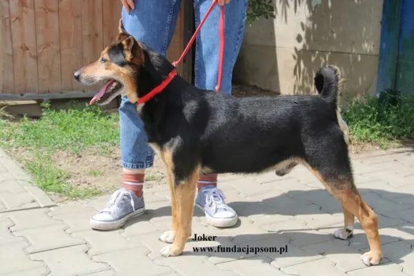 Pies do adopcji, Nowy Dwór Mazowiecki, 18 lipca 2025 (2/5)