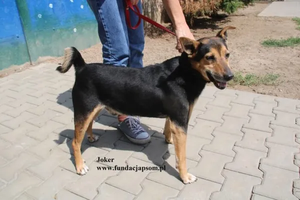 Pies do adopcji, Nowy Dwór Mazowiecki, 18 lipca 2025 (3/5)