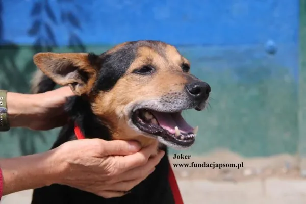 Pies do adopcji, Nowy Dwór Mazowiecki, 18 lipca 2025 (4/5)