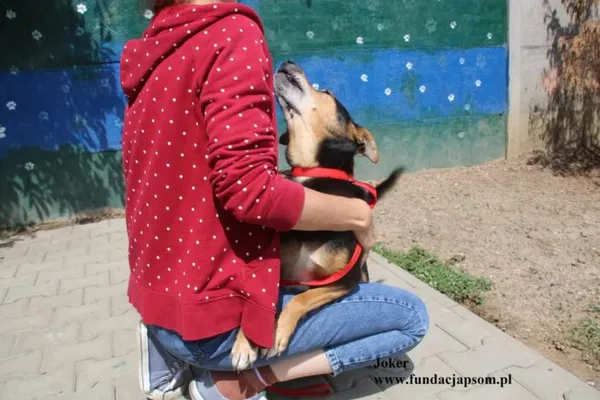 Pies do adopcji, Nowy Dwór Mazowiecki, 18 lipca 2025 (5/5)